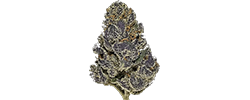 img new money strain