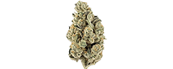 img Paradise Waits strain